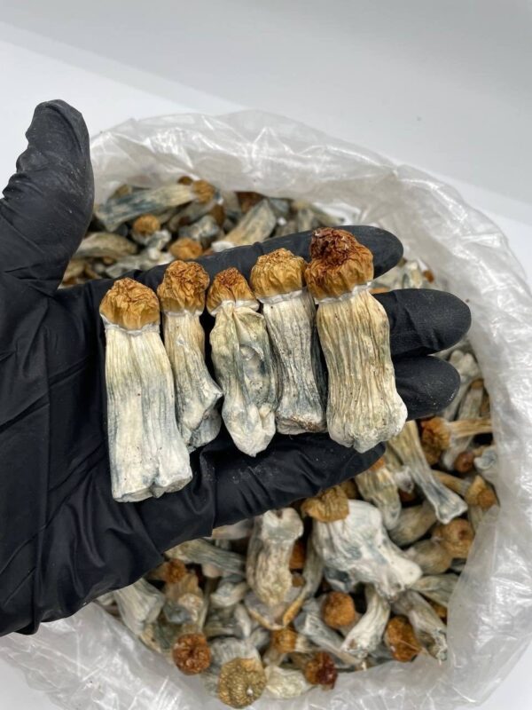 Hill Billy mushrooms 🍄