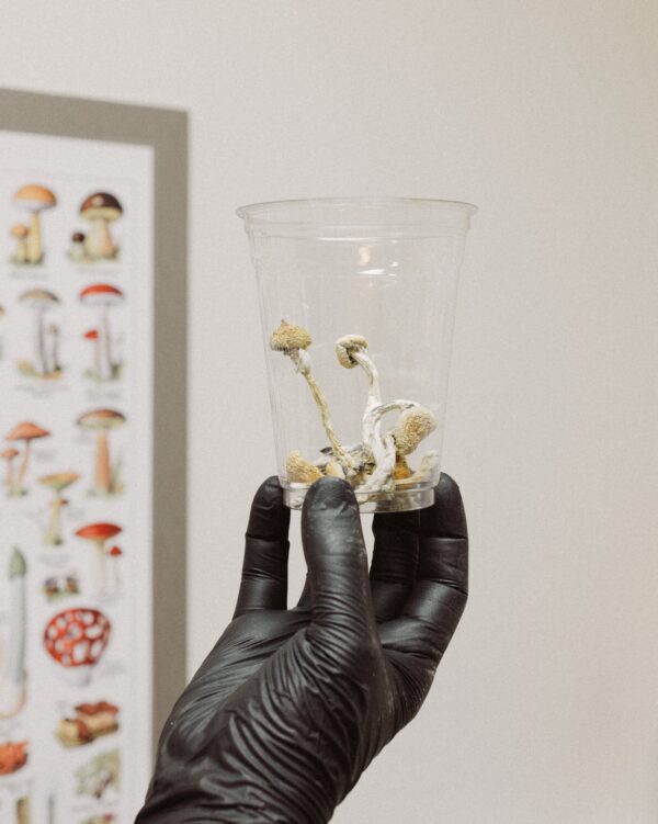 Hill Billy mushrooms 🍄 - Image 2