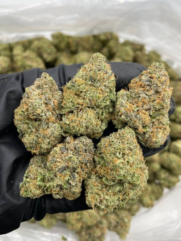mega z blue indoor weed strain