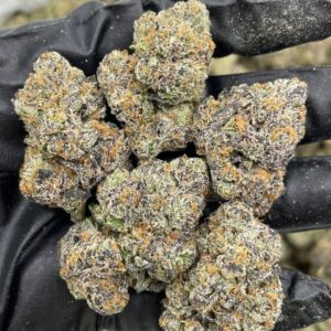 Cherry Himalaya strain