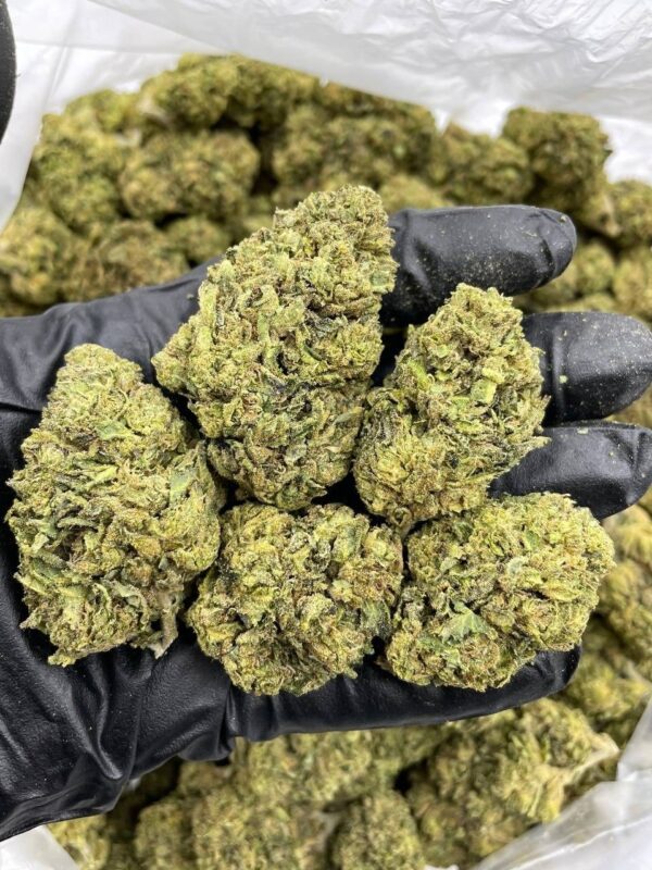 Gastro Pop strain